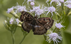 Quadrus cerialis
