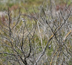 Epthianura albifrons