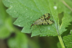 Mecoptera
