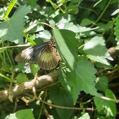 Laportea peduncularis