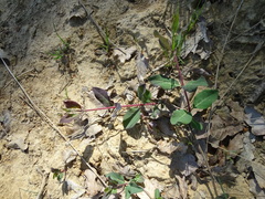 Lonicera periclymenum
