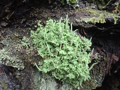 Cladonia coniocraea
