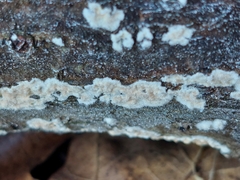 Peniophora incarnata