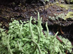 Cladonia coniocraea