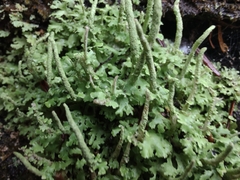 Cladonia coniocraea