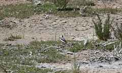 Epthianura albifrons