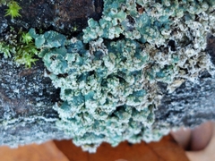 Punctelia jeckeri