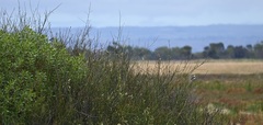 Epthianura albifrons