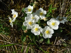 Fragaria viridis