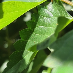 Laportea peduncularis