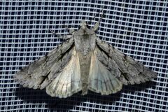 Acronicta psi
