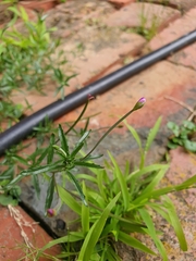 Epilobium billardiereanum