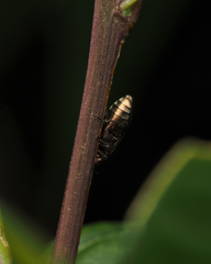 Diphucrania