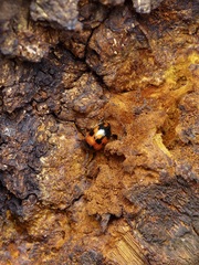 Diaperis nigronotata