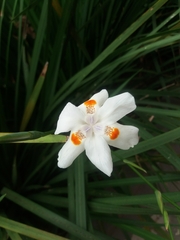 Dietes x 'nola alba'
