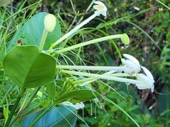 Posoqueria latifolia
