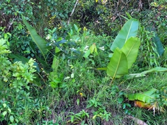 Posoqueria latifolia
