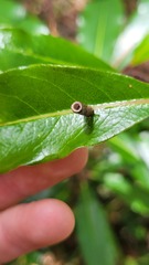 Hemibela