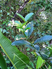 Posoqueria latifolia
