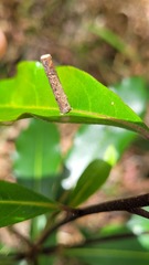 Hemibela