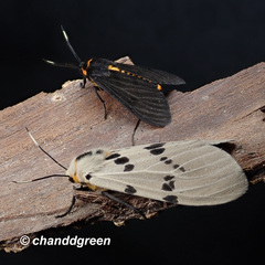 Amsactoides guangxica