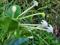 Posoqueria latifolia
