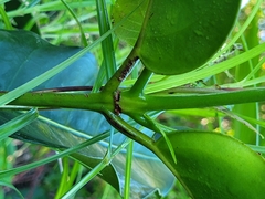 Posoqueria latifolia