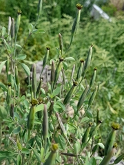 Porophyllum ruderale
