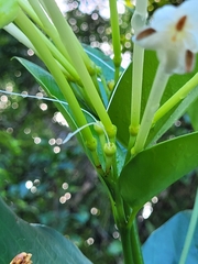 Posoqueria latifolia