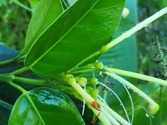 Posoqueria latifolia