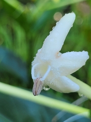 Posoqueria latifolia