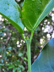 Posoqueria latifolia