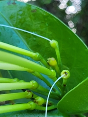 Posoqueria latifolia