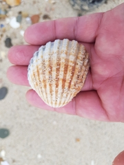 Acanthocardia tuberculata