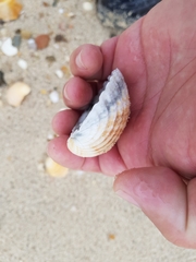 Acanthocardia tuberculata