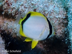 Chaetodon ocellatus