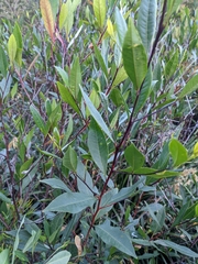 Diphucrania