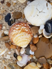 Glycymeris glycymeris