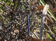 Anax tumorifer