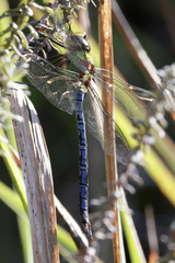 Anax tumorifer