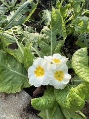 Primula vulgaris