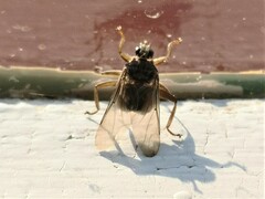 Hippoboscidae