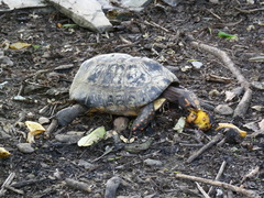 Chelonoidis carbonarius