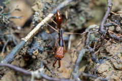 Odontomachus infandus