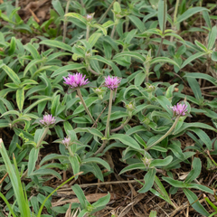 Gomphrena pulchella