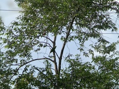 Amazona ochrocephala