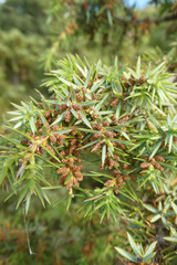 Juniperus communis hemisphaerica