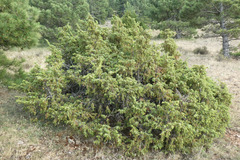 Juniperus communis hemisphaerica