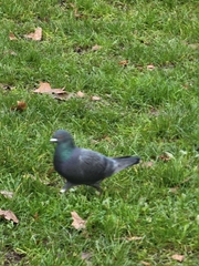 Columba livia domestica