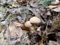 Cortinarius anocorium